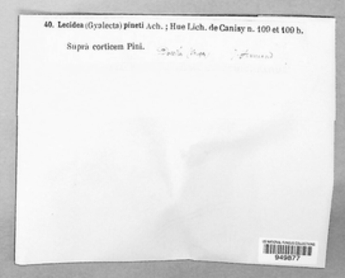 Coenogonium pineti image